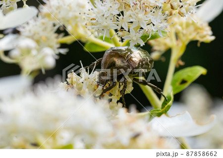 花に潜って受粉を助ける甲虫　ハナムグリ 87858662