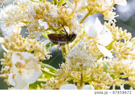 花に潜って受粉を助ける甲虫　ハナムグリ 87858672