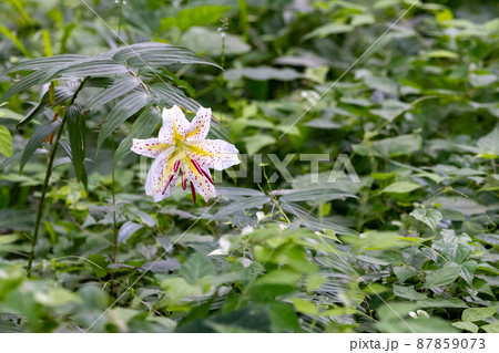 夏に大輪を咲かせて百合の女王と呼ばれる日本特産の百合ヤマユリ 87859073