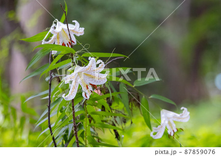 夏に大輪を咲かせて百合の女王と呼ばれる日本特産の百合ヤマユリ 87859076