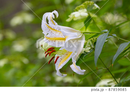 夏に大輪を咲かせて百合の女王と呼ばれる日本特産の百合ヤマユリ 87859085