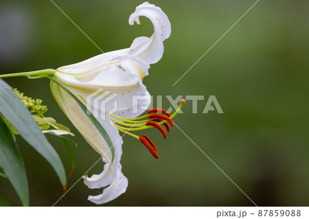夏に大輪を咲かせて百合の女王と呼ばれる日本特産の百合ヤマユリ 87859088