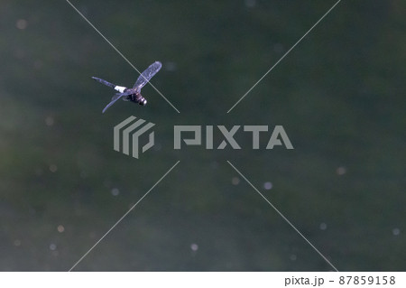 黒に白くて太い帯が目立つコシアキトンボ 87859158