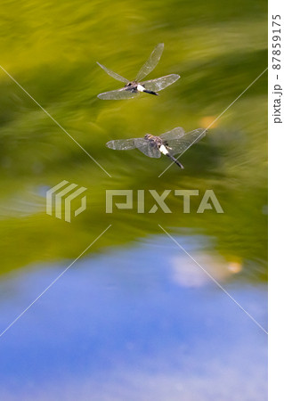 黒に白くて太い帯が目立つコシアキトンボ 87859175