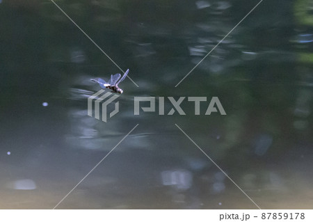 黒に白くて太い帯が目立つコシアキトンボ 87859178