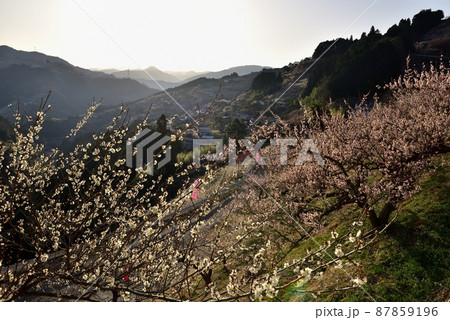 賀名生梅林 87859196