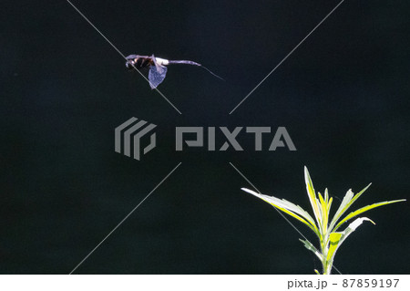 黒に白くて太い帯が目立つコシアキトンボ 87859197