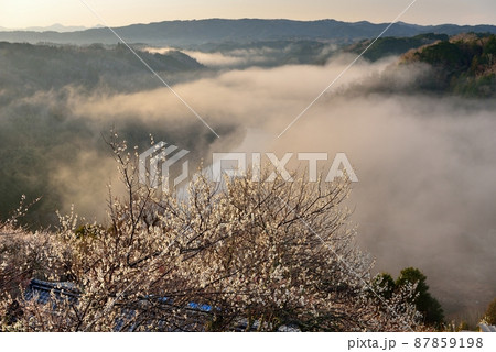 月ヶ瀬梅林の雲海 87859198
