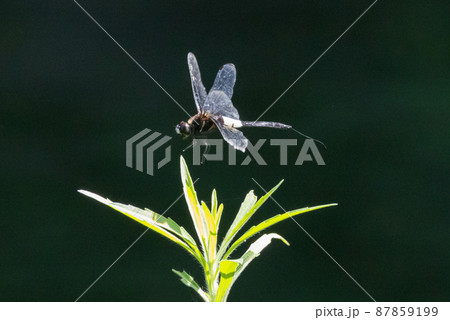 黒に白くて太い帯が目立つコシアキトンボ 87859199
