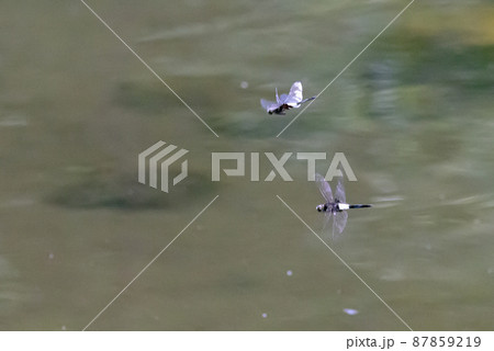 黒に白くて太い帯が目立つコシアキトンボ 黒に白くて太い帯が目立つコシアキトンボ 87859219