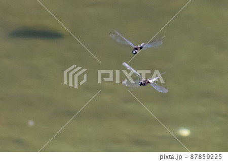 黒に白くて太い帯が目立つコシアキトンボ 87859225