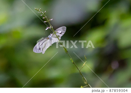 ひらひらと舞う白い妖精　モンシロチョウ 87859304