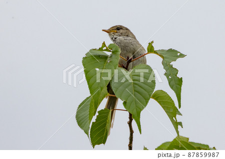 なかなか姿を見せない春告げ鳥 ウグイス 87859987