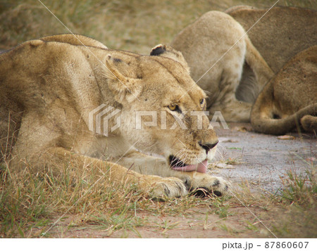 ケニア・マサイマラ国立公園のライオン 87860607