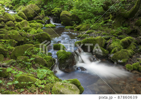 〈鳥取県〉奥大山　木谷沢渓流　夏 87860639