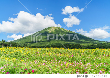 〈鳥取県〉伯耆大山〜夏〜ひまわりの花とコスモスの花 87860646