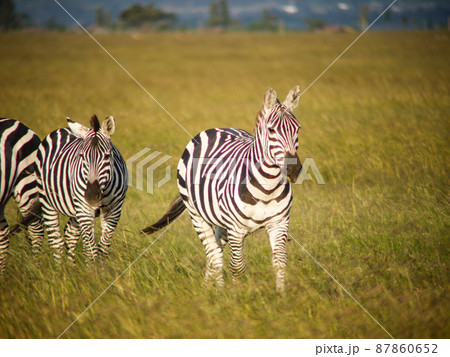 ケニア・スィートウォーター動物保護区のグラントシマウマ 87860652