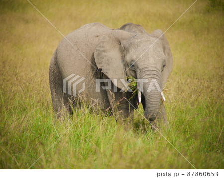 ケニア・マサイマラ国立公園のアフリカゾウ 87860653