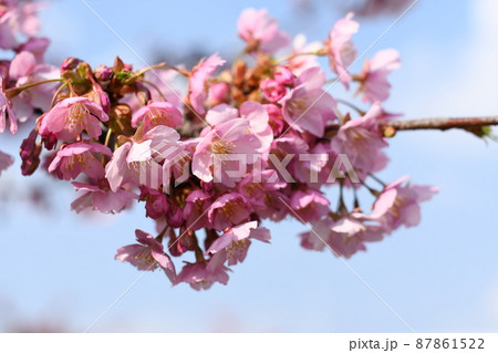 満開のピンク色の河津桜 87861522