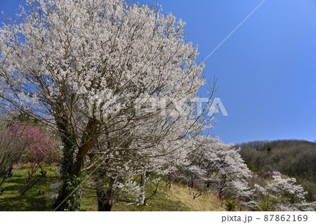 福島市の里山渡利地区の花咲く花見山公園 87862169