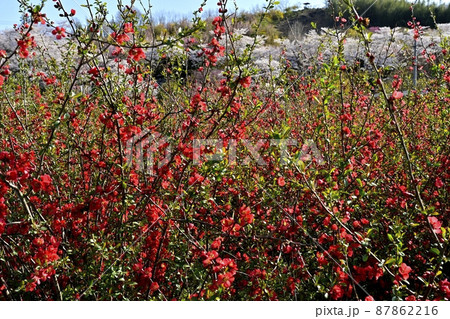 福島市の里山渡利地区の花咲く花見山公園 福島市の里山渡利地区の花咲く花見山公園 87862216