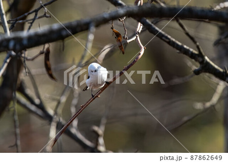 シマエナガ 87862649