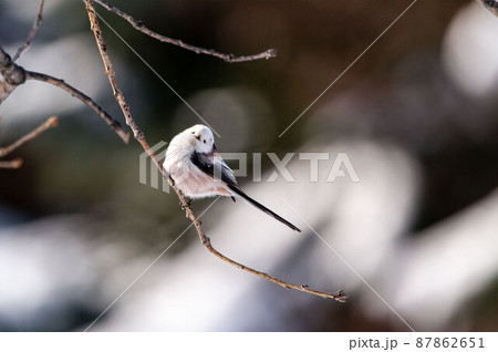 シマエナガ 87862651