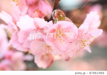 河津桜4177 87862966