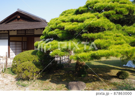 広島縮景園松の植木と茶室の景色 87863000