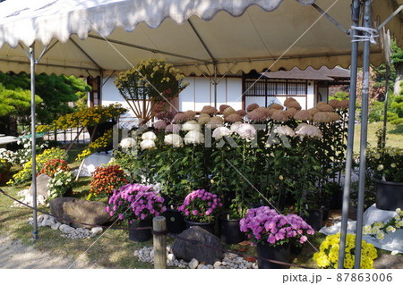 広島縮景園菊花展の花の景色 87863006