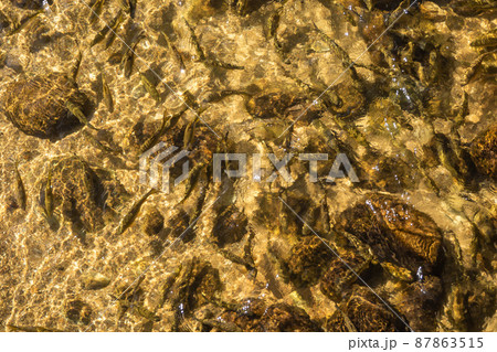 fish in the water 87863515
