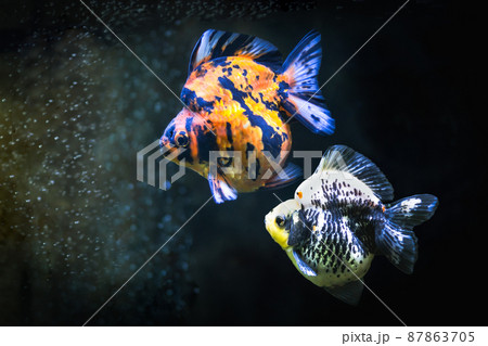 Close up two colorful goldfish in the tank. Close up two colorful goldfish in the tank. 87863705