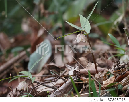 カイコバイモ カイコバイモ 87863743