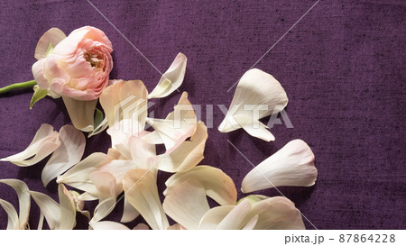 ピンクのラナンキュラスの花びら 87864228