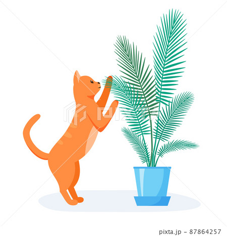 Naughty red cat trying to eat home plant. Badly behaved pet destroying house plant. Domestic animal interested in flower. Flat style vector Naughty red cat trying to eat home plant. Badly behaved pet destroying house plant. Domestic animal interested in flower. Flat style vector 87864257