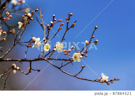 咲き始めた梅の花 宮城県岩沼市 咲き始めた梅の花 宮城県岩沼市 87864321