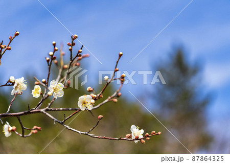 咲き始めた梅の花　宮城県岩沼市 87864325