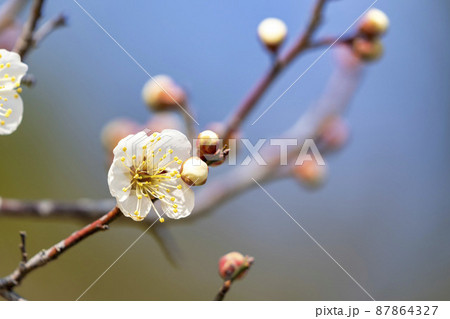 咲き始めた梅の花 宮城県岩沼市 咲き始めた梅の花 宮城県岩沼市 87864327