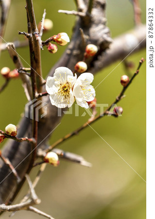 咲き始めた梅の花 宮城県岩沼市 咲き始めた梅の花 宮城県岩沼市 87864332