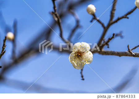 咲き始めた梅の花 宮城県岩沼市 咲き始めた梅の花 宮城県岩沼市 87864333