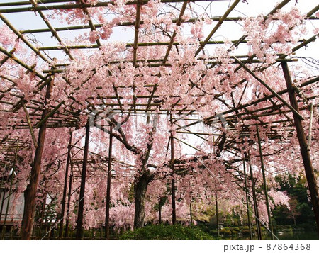 京都　平安神宮のしだれ桜 87864368