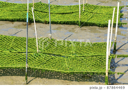 松川浦桟橋からの風景　海苔の養殖棚　福島県相馬市 87864469