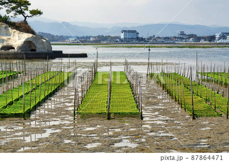 松川浦桟橋からの風景　海苔の養殖棚　福島県相馬市 87864471