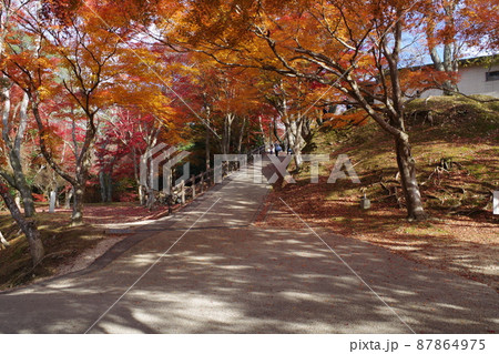 三次市尾関山公園の紅葉の景色 87864975