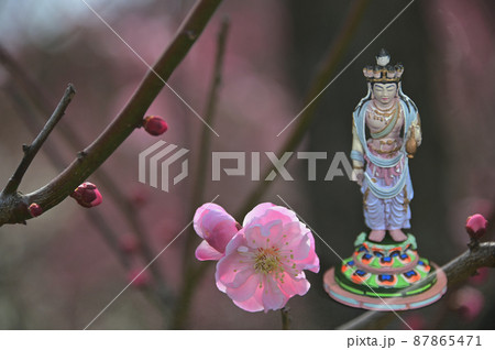 紅梅と観音様 紅梅と観音様 87865471