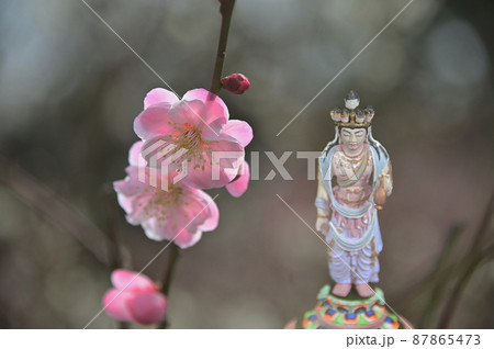 紅梅と観音様 87865473