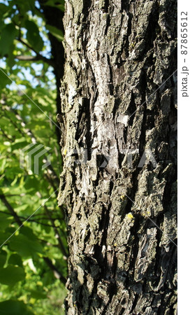 Tree bark on a background of green leaves Tree bark on a background of green leaves 87865612