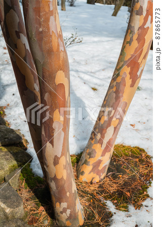 ナツツバキの幹 87865773