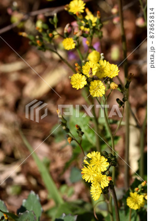 鬼とついていても可愛らしい黄色い小さな花を沢山つけるオニタビラコ 87865814