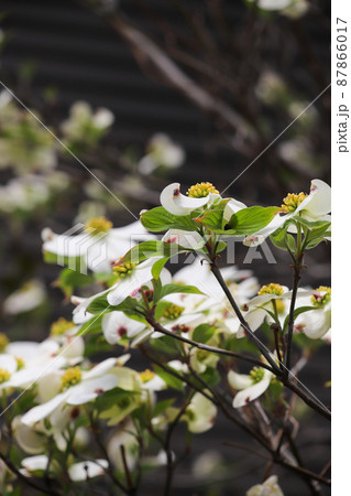 ハナミズキ 87866017